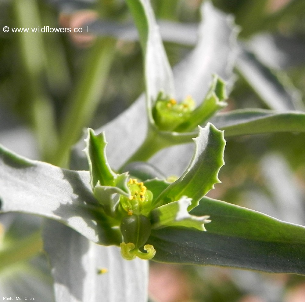 Euphorbia grossheimii